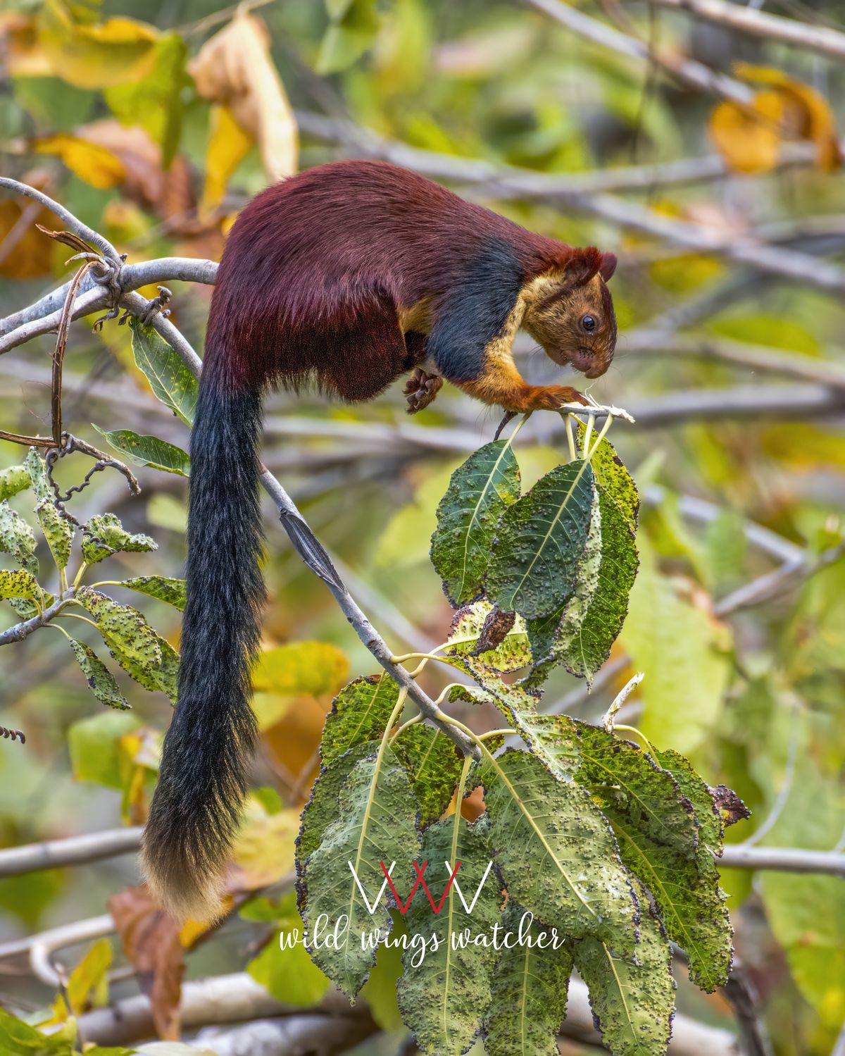 Malabar giant squirrel eating 001